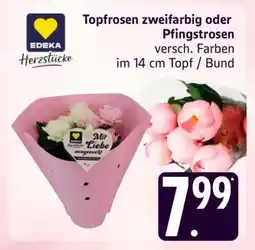 Edeka Topfrosen zweifarbig oder Pfingstrosen Angebot