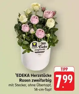 Edeka EDEKA Herzstücke Rosen zweifarbig Angebot