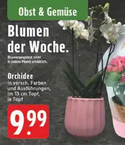 Edeka Orchidee Angebot