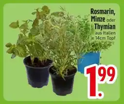 Edeka Rosmarin, Minze oder Thymian Angebot