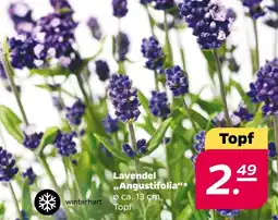 NETTO Lavendel ,,Angustifolia Angebot