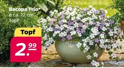 NETTO Bacopa Trio Angebot