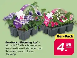 NETTO Blooming Joy Angebot