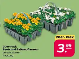 NETTO Beet- und Balkonpflanzen Angebot