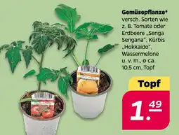 NETTO Gemüsepflanze Angebot
