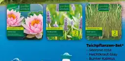 NETTO Teichpflanzen-Set Angebot