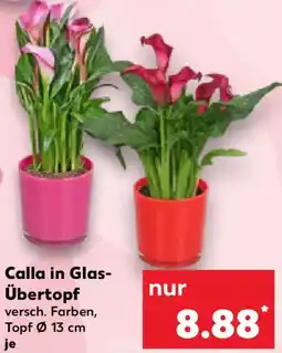 Kaufland Calla in Glas Übertopf Angebot