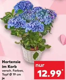 Kaufland Hortensie im Korb Angebot