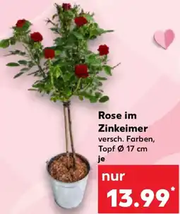 Kaufland Rose im Zinkeimer Angebot