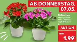 Kaufland Kalanchoe Angebot