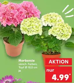 Kaufland Hortensie Angebot