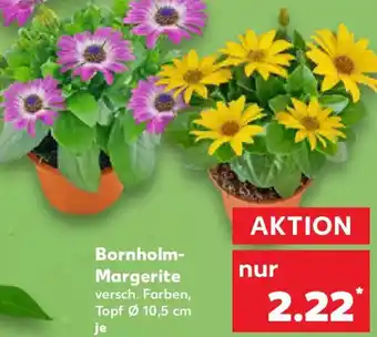 Kaufland Bornholm Margerite Angebot