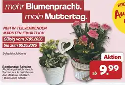 Famila Nord West Bepflanzte Schalen Angebot