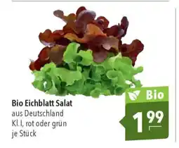 CITTI Markt Bio Eichblatt Salat Angebot