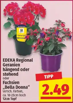 nah & gut EDEKA Regional Geranien hängend oder stehend oder Fuchsien ,,Bella Donna" Angebot