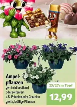 Aktiv Irma Ampelpflanzen Angebot