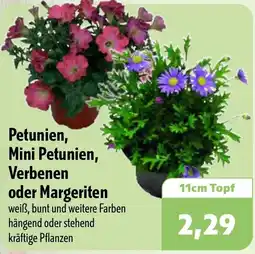 Aktiv Irma Petunien, Mini Petunien, Verbenen oder Margeriten Angebot