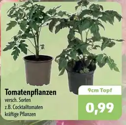 Aktiv Irma Tomatenpflanzen Angebot