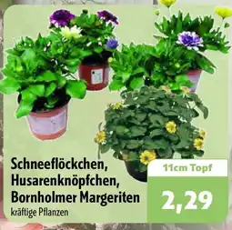 Aktiv Irma Schneeflöckchen, Husarenknöpfchen, Bornholmer Margeriten Angebot