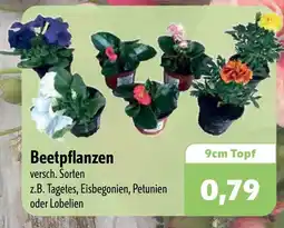 Aktiv Irma Beetpflanzen Angebot