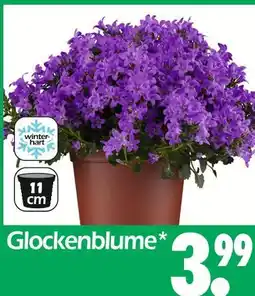Wreesmann Glockenblume Angebot