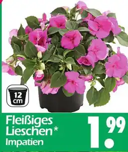 Wreesmann Fleißiges lieschen impatien Angebot