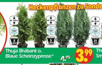 Wreesmann Thuja brabant Angebot