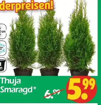 Wreesmann Thuja smaragd Angebot