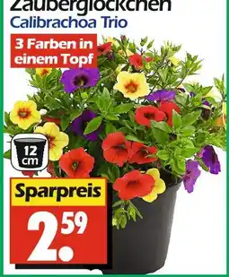 Wreesmann Zauberglöckchen calibrachoa trio Angebot