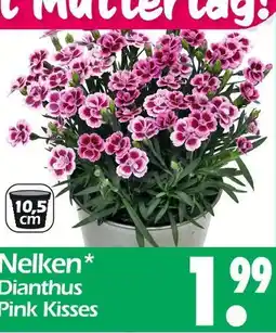 Wreesmann Nelken dianthus pink kisses Angebot