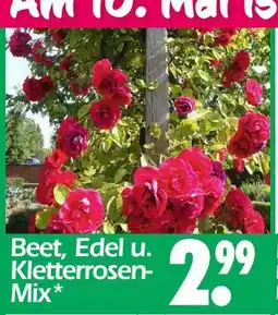Wreesmann Beet, edel u. kletterrosen-mix Angebot