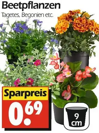 Wreesmann Beetpflanzen Angebot