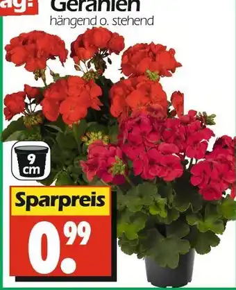 Geranien