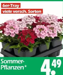 Wreesmann Sommer-pflanzen Angebot