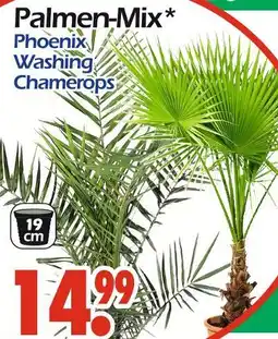 Wreesmann Palmen-mix Angebot