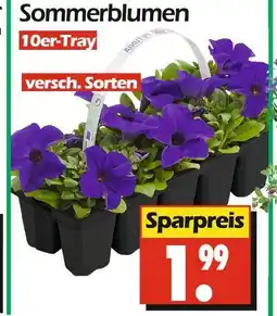 Wreesmann Sommerblumen Angebot