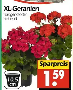 Wreesmann Xl-geranien Angebot