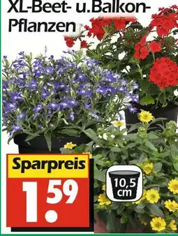 Wreesmann Xl-beet- und balkonpflanzen Angebot