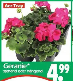 Wreesmann Geranie Angebot