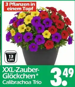 Wreesmann Xxl-zauber-glöckchen calibrachoa trio Angebot