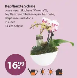 V Markt Bepflanzte schale Angebot