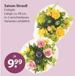 V Markt Saison strauß frühjahr Angebot