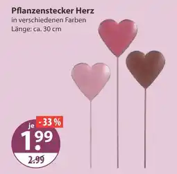 V Markt Pflanzenstecker herz Angebot