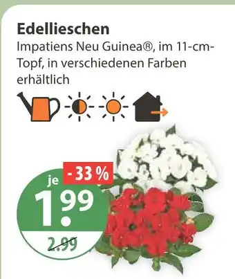 V Markt Edellieschen Angebot