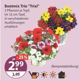V Markt Beetmix trio trixi Angebot