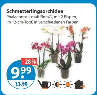 V Markt Schmetterlingsorchidee Angebot