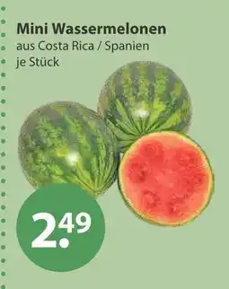 V Markt Mini wassermelonen Angebot