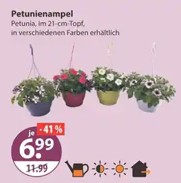 V Markt Petunienampel Angebot