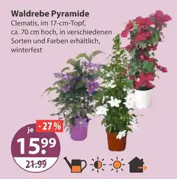 V Markt Waldrebe pyramide Angebot