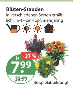 V Markt Blüten-stauden Angebot